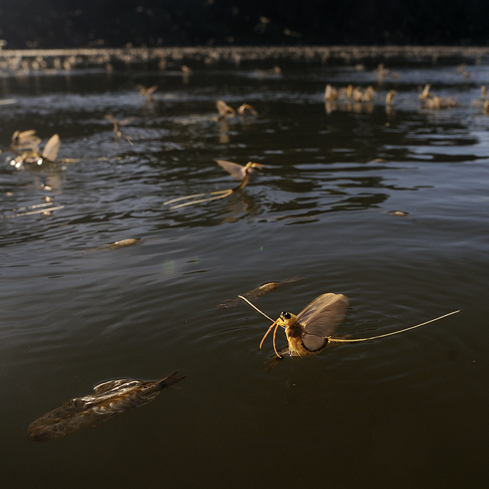 Násfayné Kőházi Mária