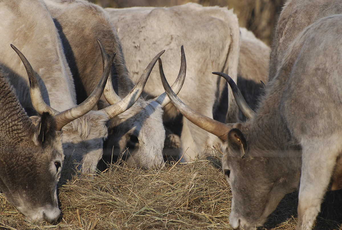 Gaál Zoltán Péter