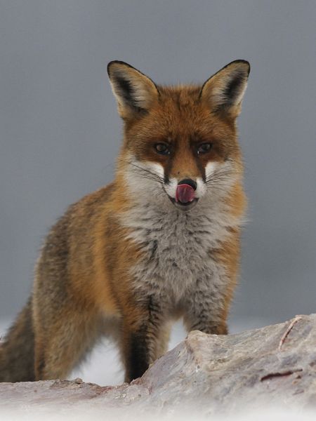 Terített asztalnál