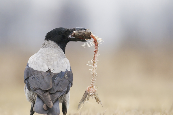 Nekem csak a feje jutott