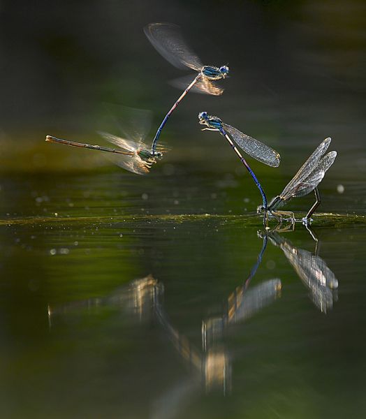 Illúziók körhintája