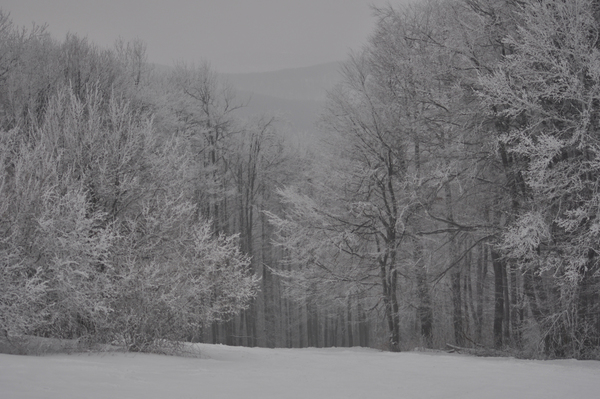 Téli csendélet sípályával