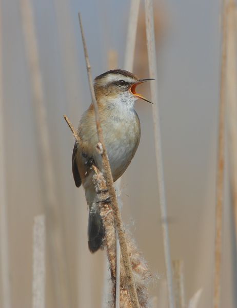 éneklő fülemülesitke