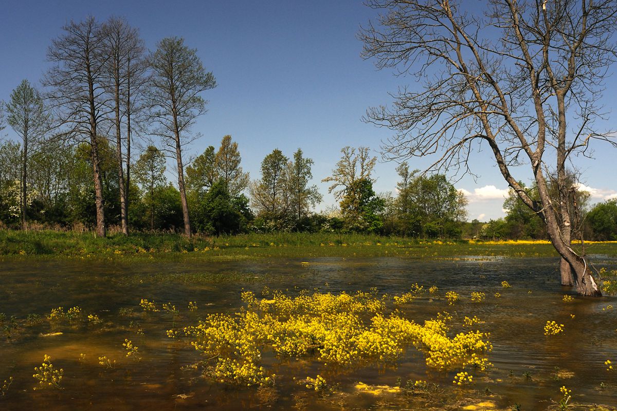 Násfayné Kőházi Mária