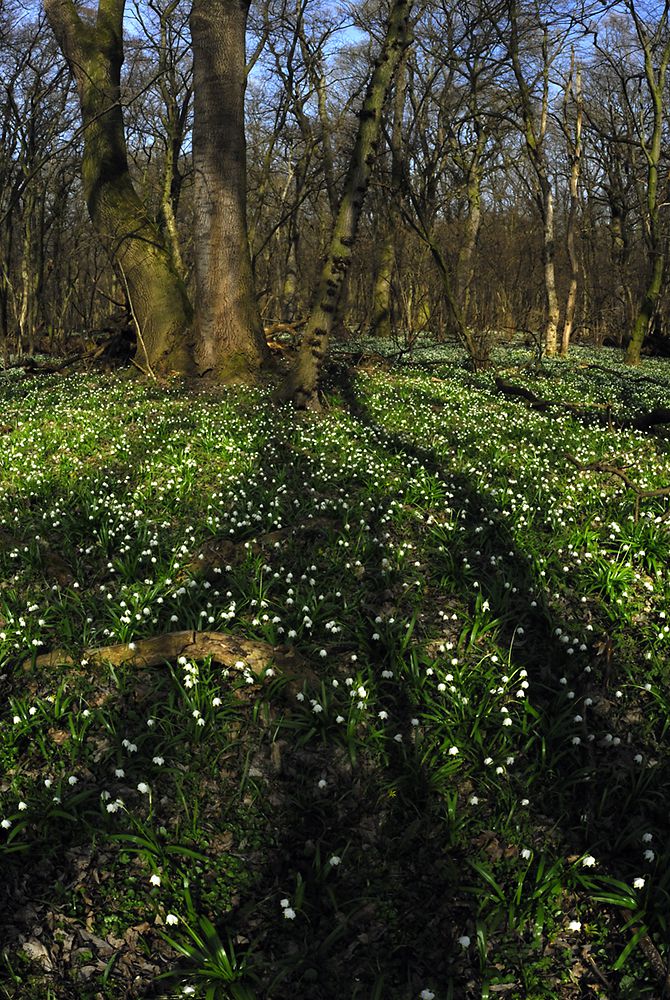 Násfayné Kőházi Mária