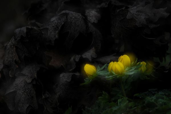 Szépség és a szörnyeteg