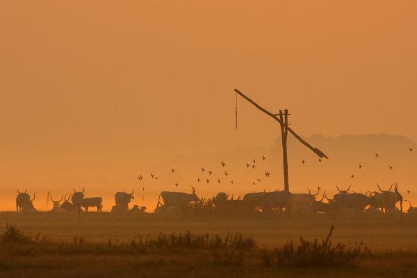 Nyári hajnal a Hortobágyo
