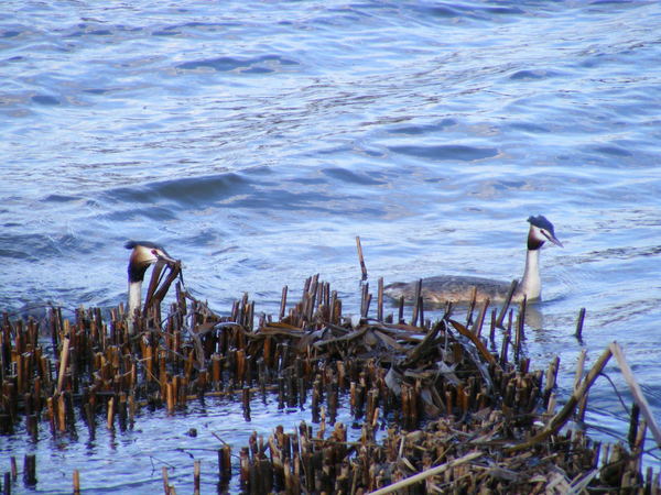 Fészekrakás vöcsök módra
