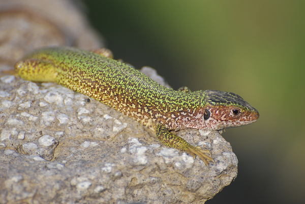 A &quot;modell&quot;