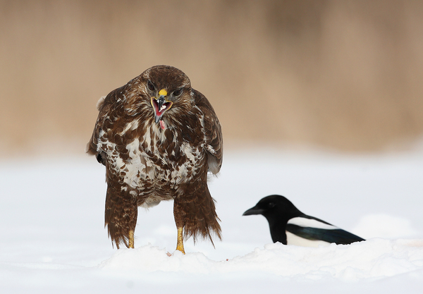 Az ölyv &#39;sakálja&#39;