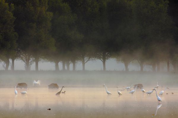 Halászgató malacok