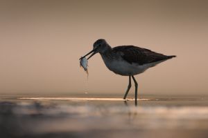 Reggeli fogás Reggeli fogás