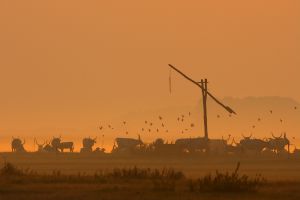 Nyári hajnal a Hortobágyo