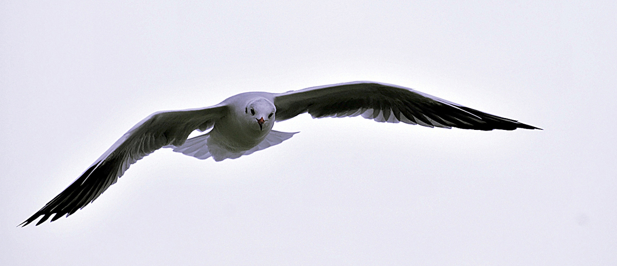 Gaál Zoltán Péter