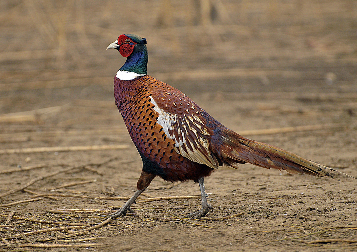 Gaál Zoltán Péter