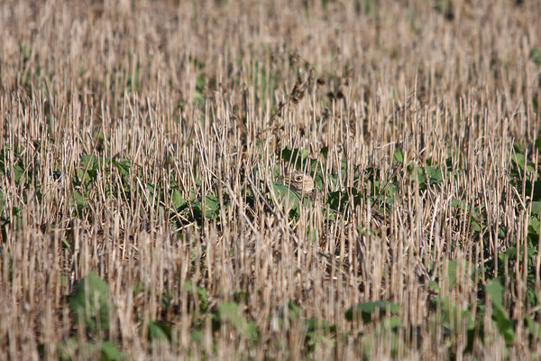 Rejtőzködő reznek