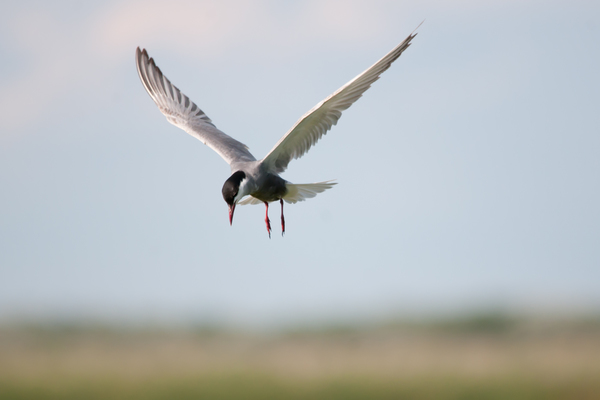 Fattyűszerkő landolás