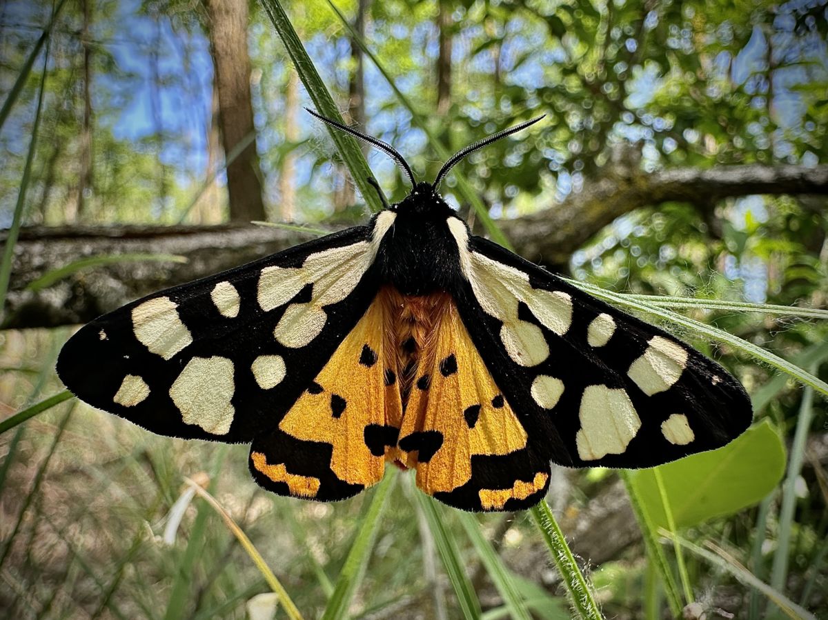 Utasi Gabriella