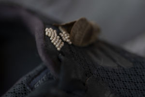 Sketchers moly