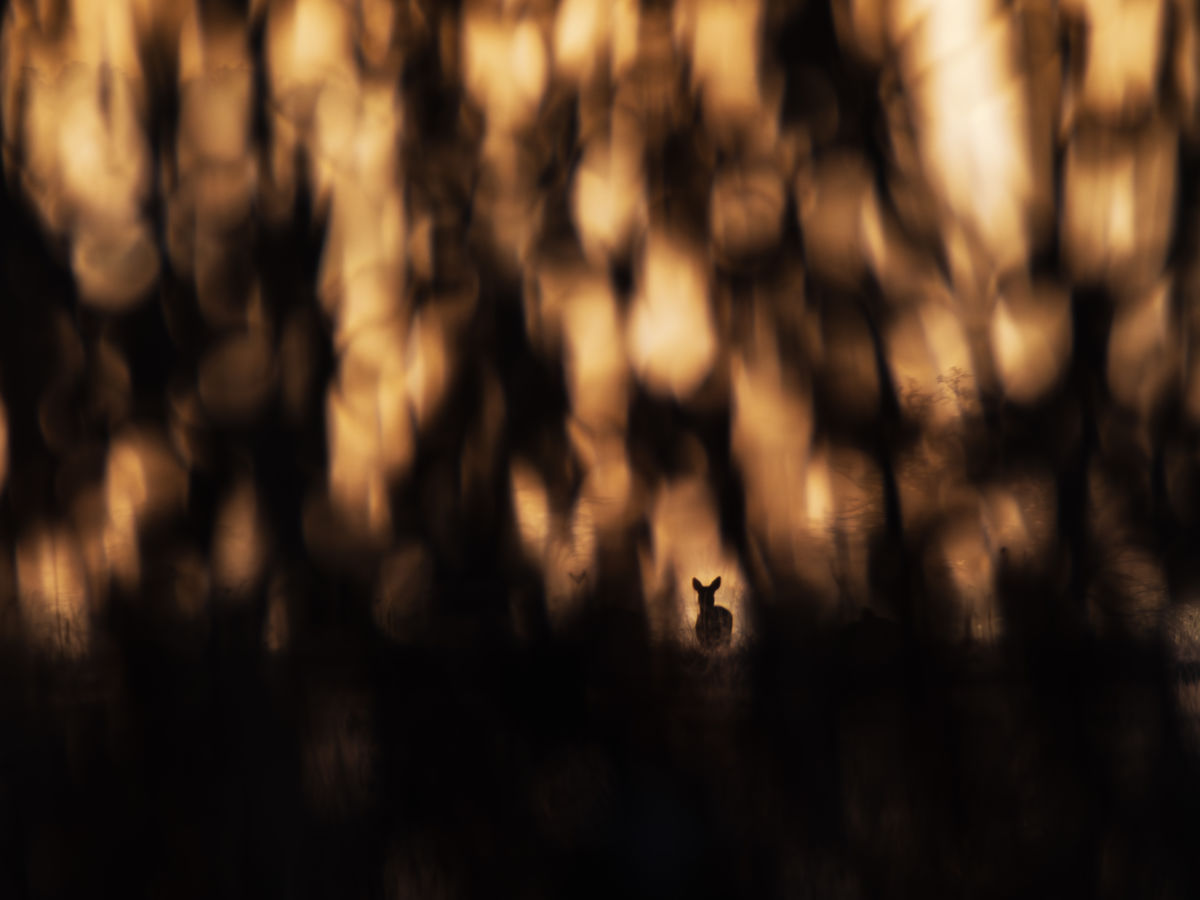 Leiter Tibor