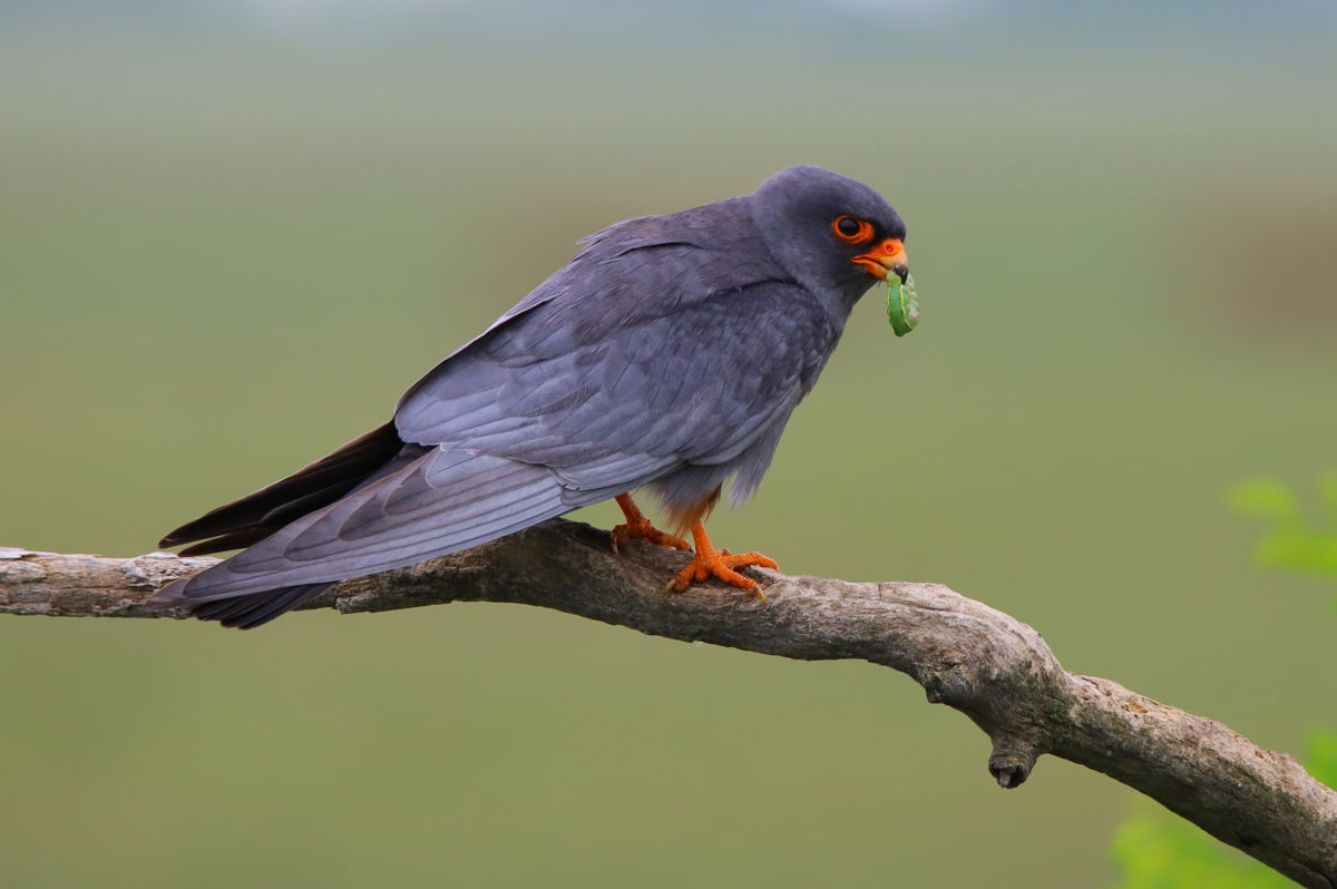 Török Pál