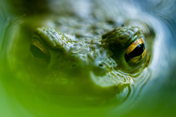 Bufo
