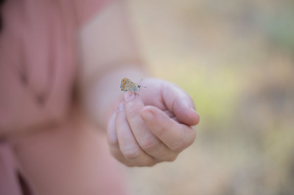 Erdeklodo pillango