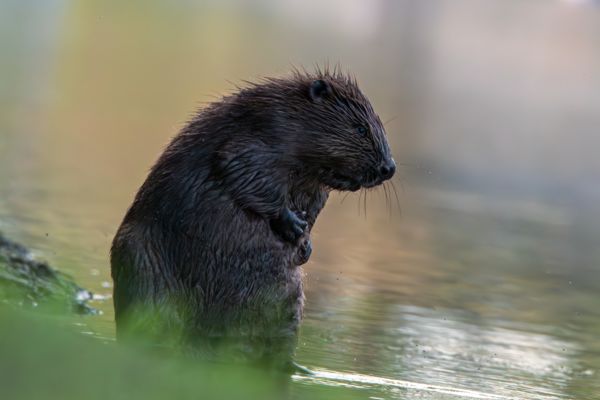 A gondolkodó