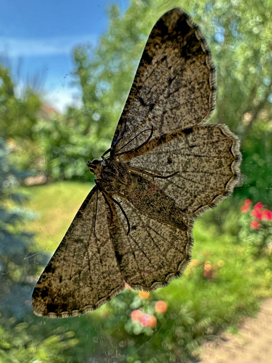 Utasi Gabriella