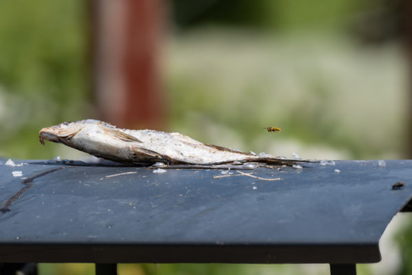 Siófoki büfé : Maradékok a kuka felett