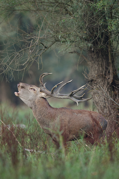 Szeptemberi vokalista