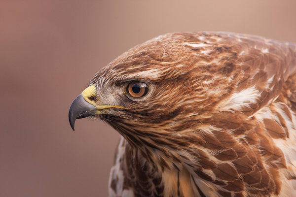 Egerészölyv portré