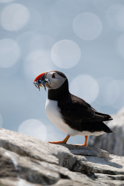 A Farne-szigetek halásza