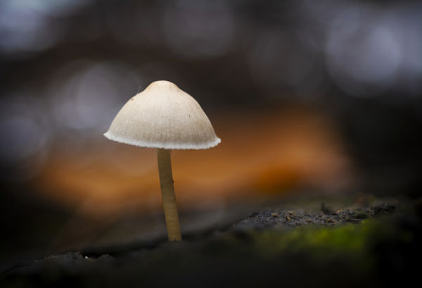 Ősz