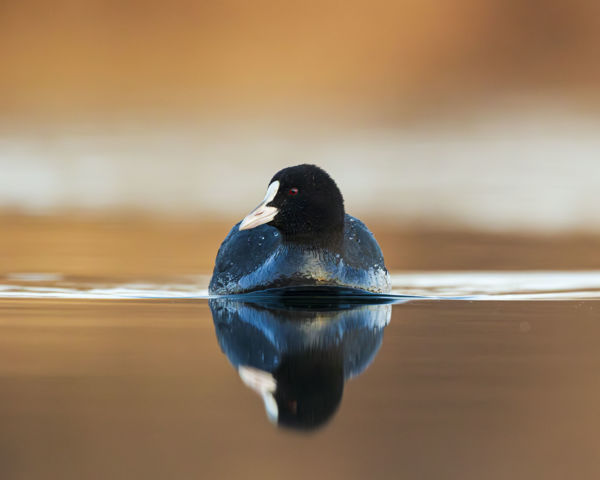 Gömböc