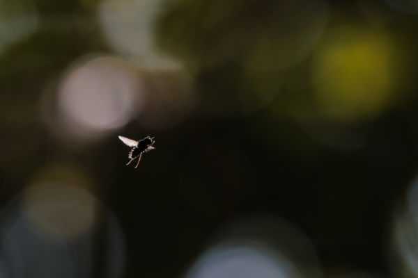 Legyes bokeh
