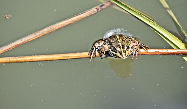 Triangulum