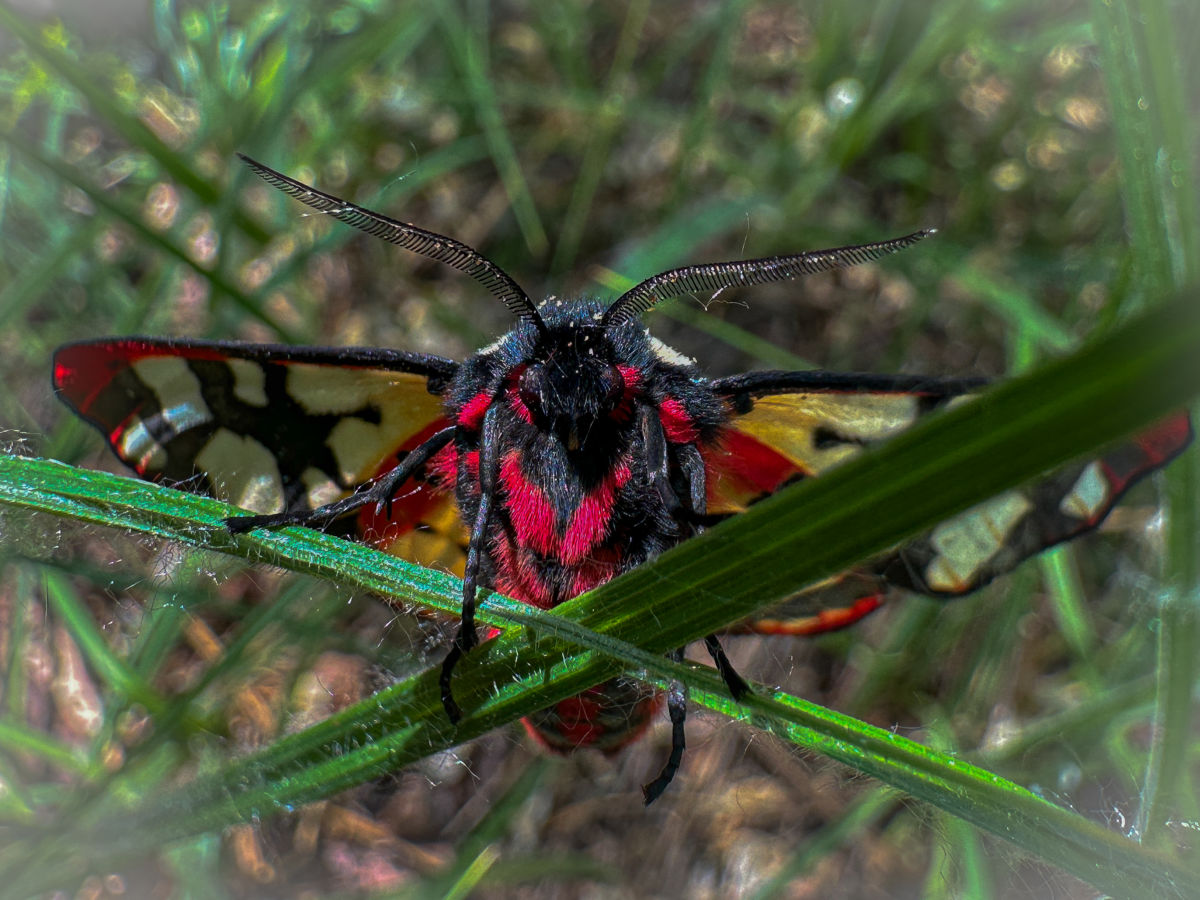 Utasi Gabriella