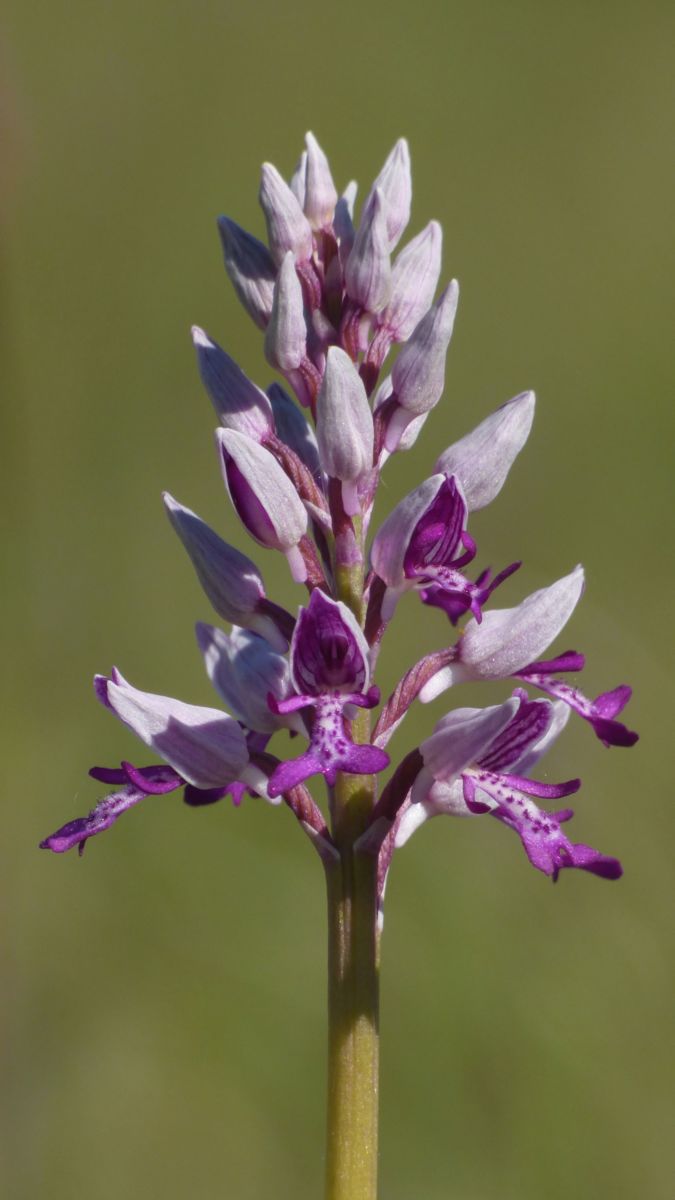 Oravecz Kinga