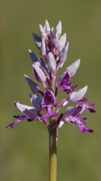 Ochris Militaris