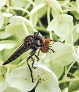A hortenzia árnyéka A hortenzia árnyéka