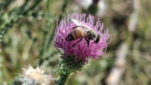 Vadvirág vendége Vadvirág vendége
