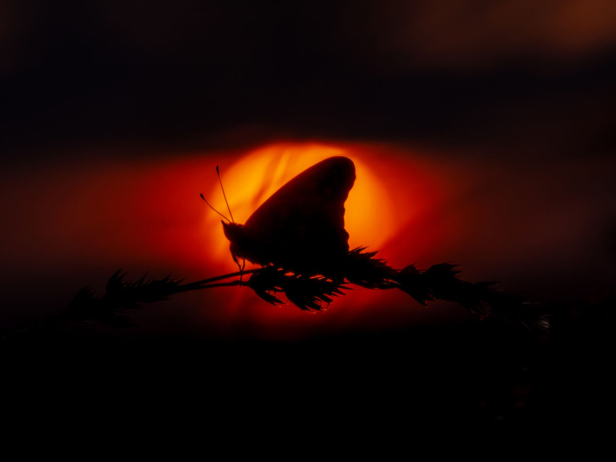 Leiter Tibor 