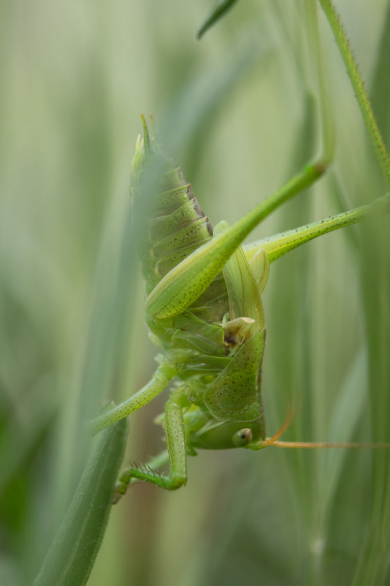 Fleck Terézia
