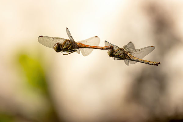 Tandem