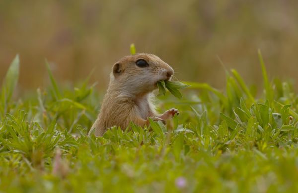 Citellus veganus