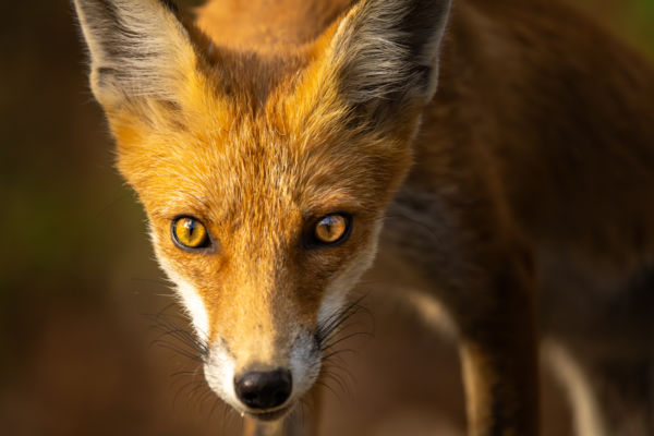 Figyelem