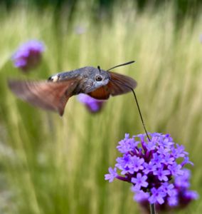 A magyar kolibri A magyar kolibri