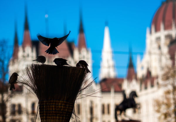Magevők