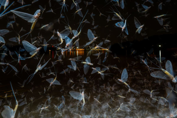 Éjjeli tánc